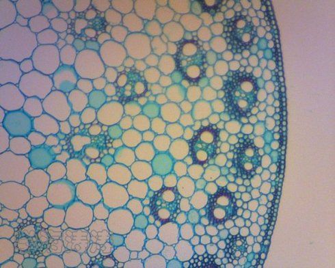 显微镜拍摄5-单子叶植物茎横切