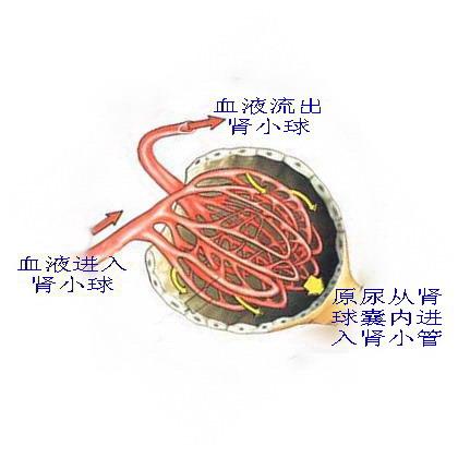 平常注意点:   (1)尽量减轻肾脏的工作负担,首先在饮食上要注意,不要