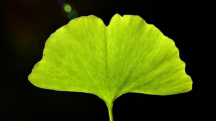 高清银杏树叶图片-花卉壁纸-高清花卉图片-第2图-娟娟壁纸