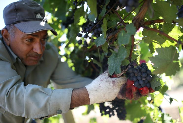 俄罗斯:收获葡萄