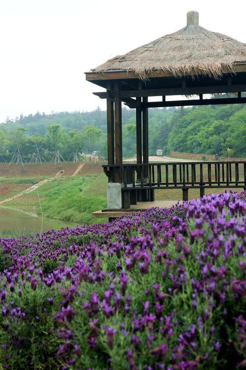 江宁谷里大塘金村熏衣草庄园