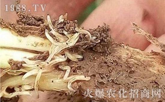 一,什么是黑头蛆?