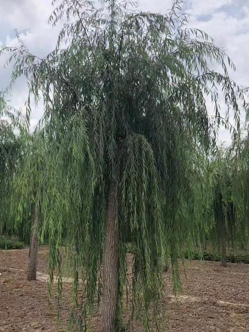 垂柳 柳树 树 1080_1440 竖版 竖屏