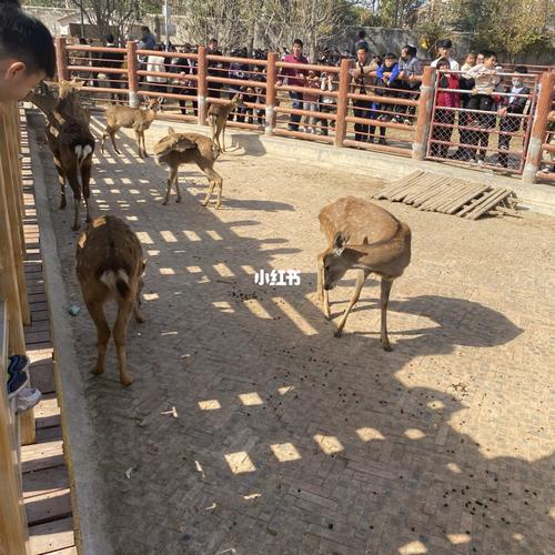 商丘动物园_动物园_出行_传统景点攻略