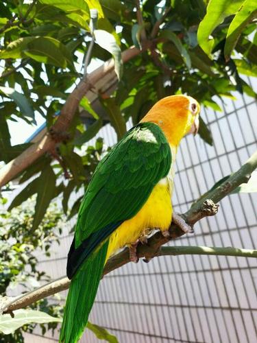 鸟类美图欣赏——凯克鹦鹉