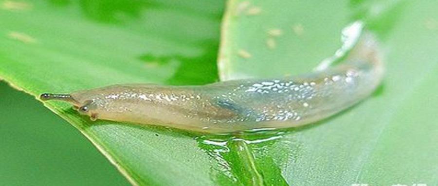 鼻涕虫有没有毒