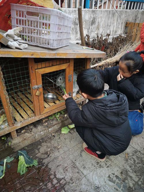 小兔子是很多小朋友都喜欢的小动物,我们幼儿园的动物养殖区,刚好有一