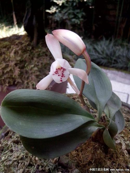 其它 欣赏那些珍品兔耳兰 写美篇 花葶从假鳞茎下部侧面节上发出,直立