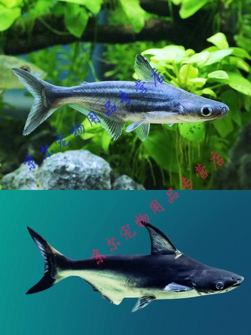 天弗鲨鱼成吉思汗鲨大白鲨蓝鲨虎头鲨白化鲨凶猛热带淡水鱼观赏鱼活体