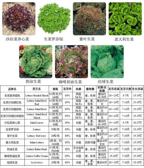 萌吖吖蔬菜种子 生菜种子 沙拉菜 养心菜 阳台盆栽健康蔬菜植物