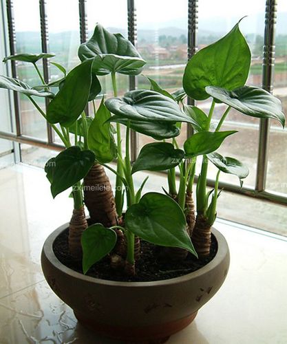 滴水观音的养殖方法和注意事项