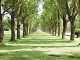 阳光草原风景壁纸47 - 夏天树木图片 - 原野草地与树木图片 - 阳光