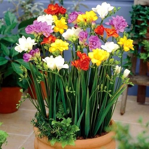 购客香雪兰种球四季多年生球根易种盆栽植物种子庭院观花卉小苍兰种球