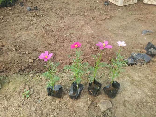 宿根花卉种植基地,波斯菊,山东波斯菊,波斯菊基地,波斯菊花海