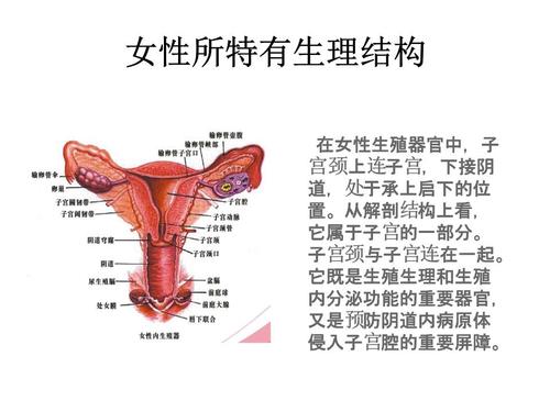 女性所特有生理结构.ppt