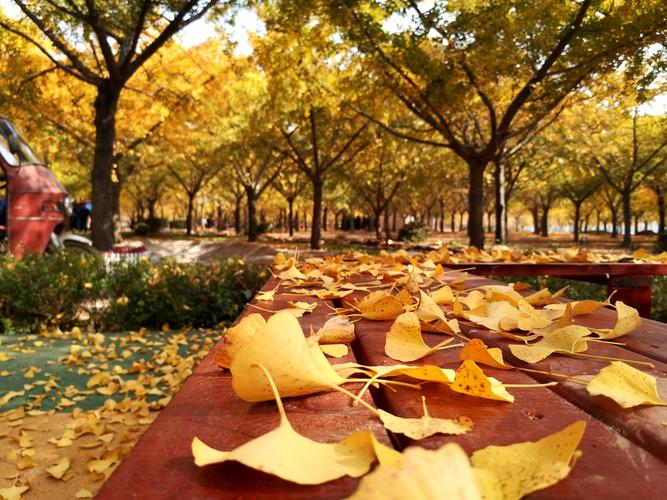 游"中华银杏园"——郯城县重坊镇