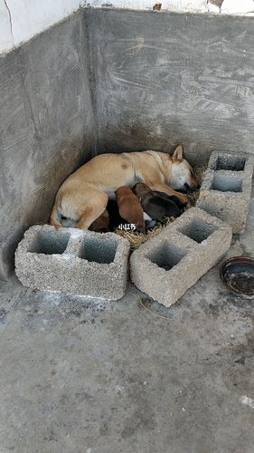 小狗崽喝奶_狗狗_宠物_我家宠物好可爱_宠物_狗