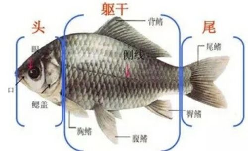 探索1:         观察了小金鱼以后,孩子们对小鱼的身体构造就更加好奇