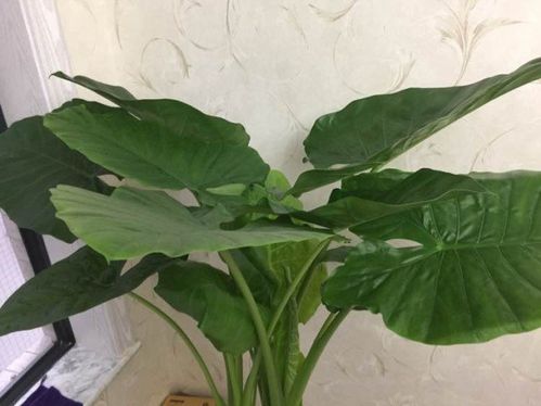 滴水观音做室内盆栽绿化效果好,但有3个事项要注意
