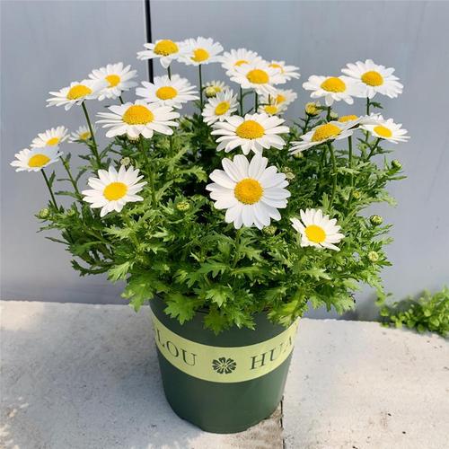 盆栽白金菊金菊白晶菊小白白菊晶晶菊花带土发货花卉