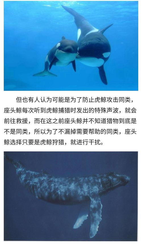 座头鲸和虎鲸,海洋中的死对头