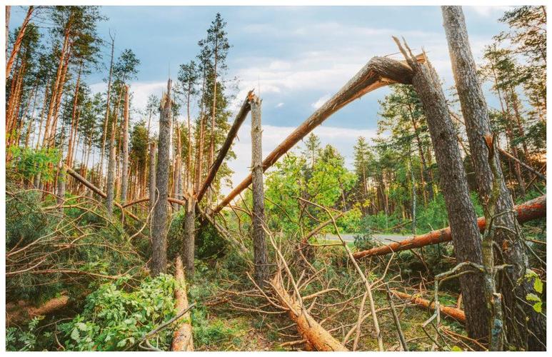 都溪林场的树木大部分都被拦腰斩断,许多听闻此事的记者来到这里拍照