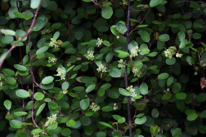 千叶兰(千叶草)1080 muehlenbeckia complexa