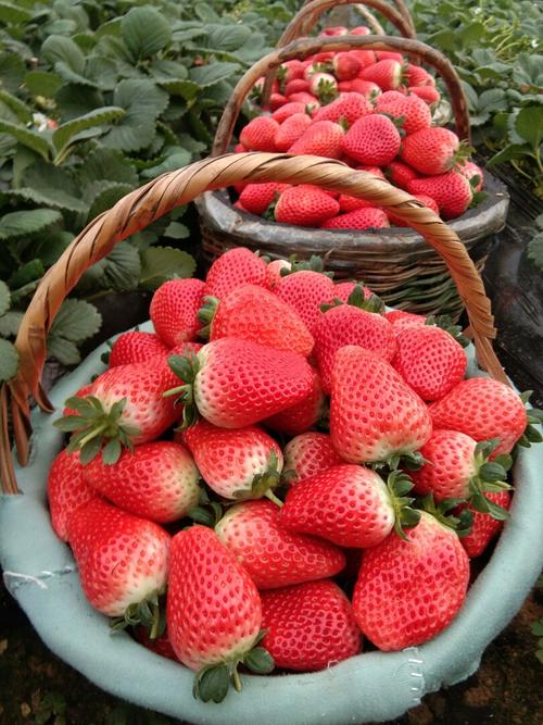 越秀草莓苗出售价格,越秀草莓苗基地批发