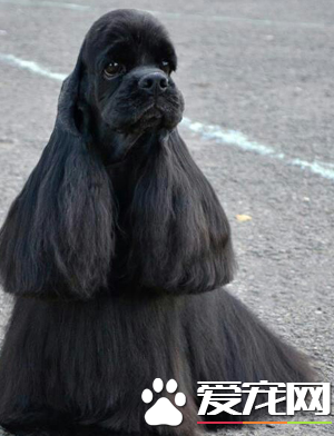 美国可卡犬吃什么 可卡犬断奶后怎么养