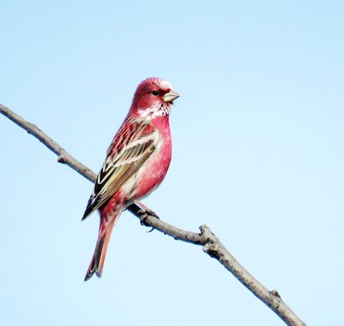 其它 大兴安岭森林燕雀科之鸟类 写美篇        俗名靠山红.长11.