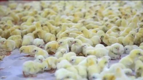 原来小鸡是这么孵化的,看完全过程,简直太可爱了!