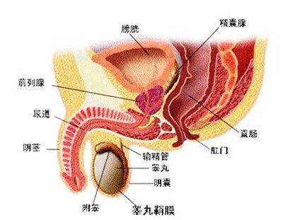 还以为前列腺疾病是中老年人的专利?那你就太out啦!