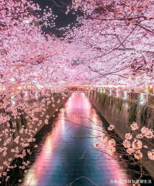 疫情无法阻挡2020年的樱花季,带你走入童话世界
