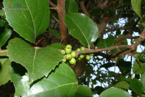 这是什么刺树,麻烦大家告诉我下叫什么山树名字