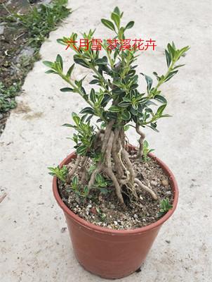 香木盆栽盆景