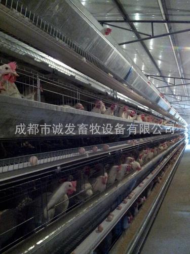 品牌介绍 成都市诚发畜牧设备有限公司是研发和生产工厂化,集约化养鸡