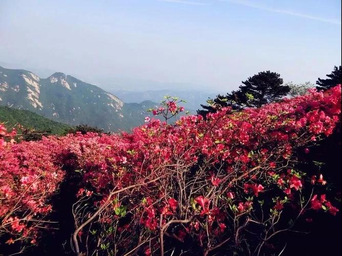 最是一年赏花时,重庆赏花攻略大合集
