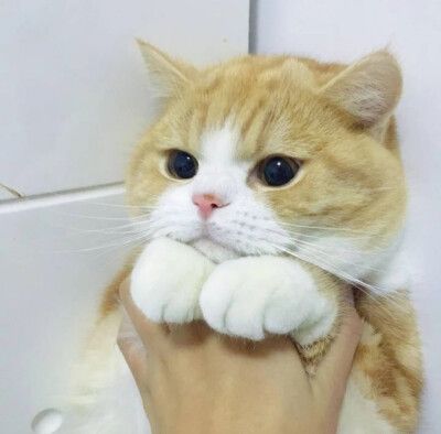 萌猫头像,情侣头像