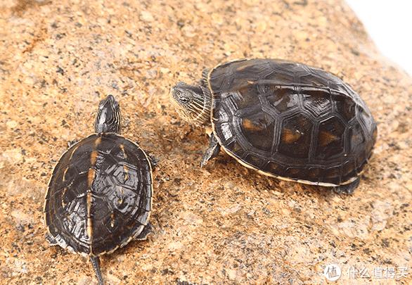 适合家养的宠物龟都有什么品种|乌龟种类大全_什么值得买