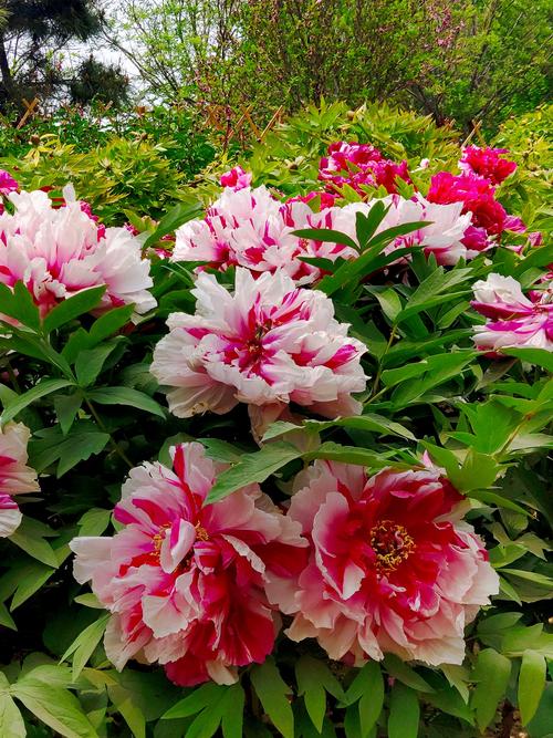 南行记(一)菏泽:牡丹花正艳_游记