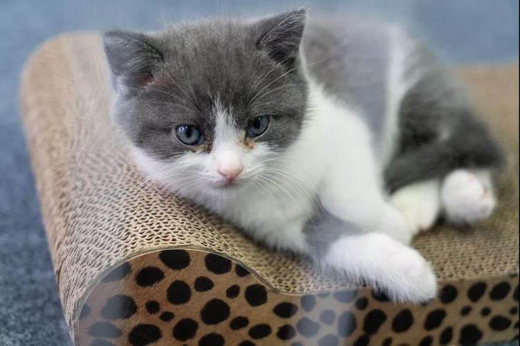 中国首只克隆猫回家了,你会花数十万让宠物"复活"吗?