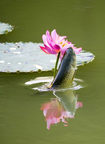 鱼花图