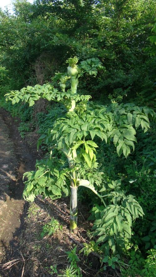 日月峡中草药(227)--独活3(白芷)