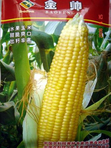 供应水果玉米种子
