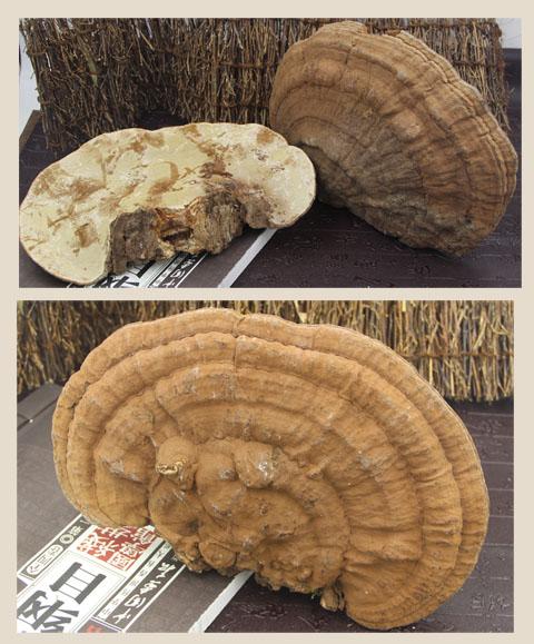 买2送1长白山野生平盖灵芝树舌好评好店