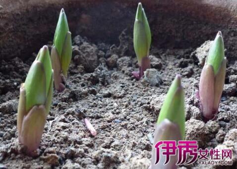 资讯中心 > 正文    百合花茶是 养生的佳品,用来 排毒 养颜, 清热