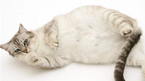 猫怀孕多久能做b超