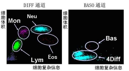 血细胞的分类测定
