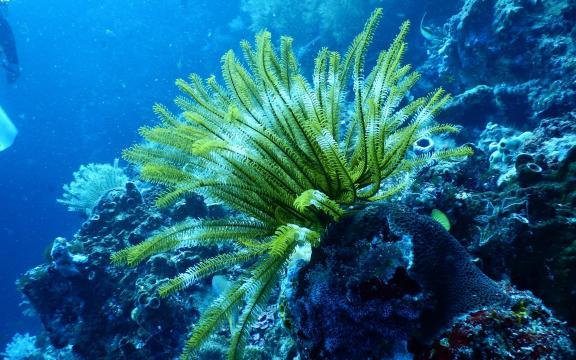 世界绝美风光 电脑壁纸 ,今天请跟着小编来欣赏一组来自海洋深处的