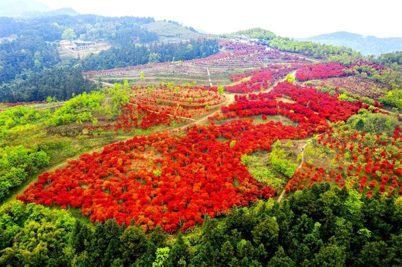 重庆巴南:春风拂过松木嘴,漫山红枫似彩霞